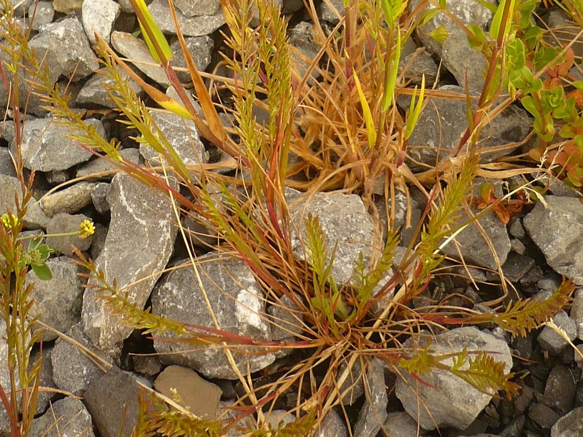 Catapodium rigidum (Poaceae)